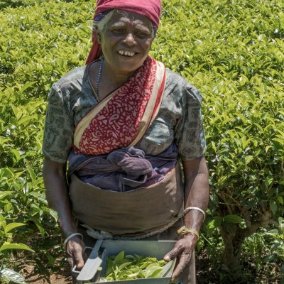 Tamil tea picker